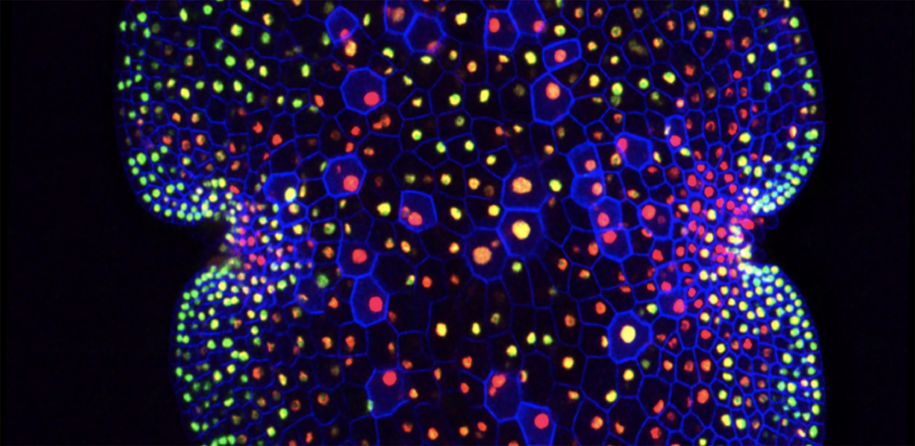 OpenPlant is building a collectionof promoters to drive expression of fluorescent markers in the liverwort Marchantia polymorpha which will be shared with the plant synthetic biology community. Image: Bernardo Pollak, Haseloff Lab, University of Cambridge