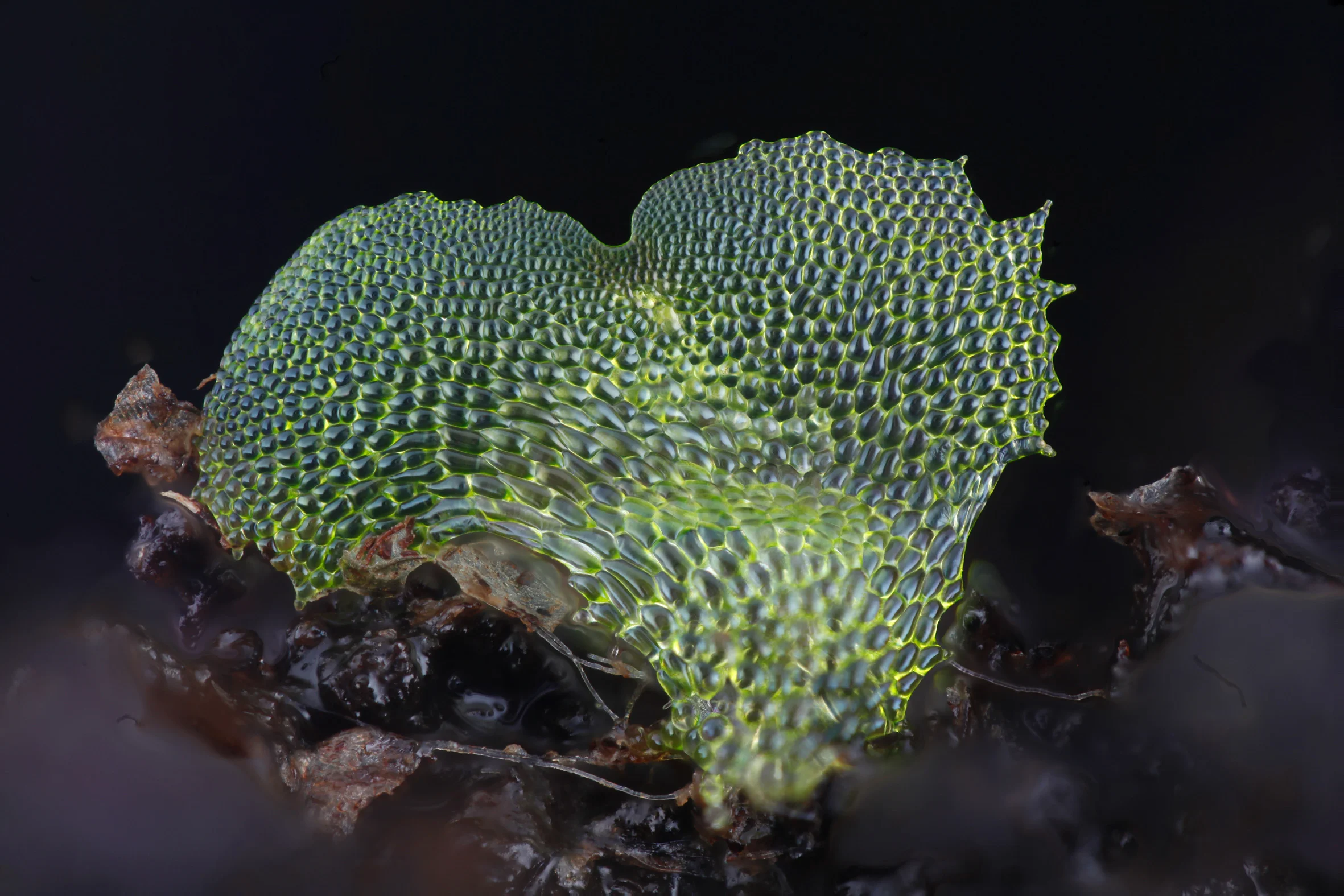Fern gametophyte photographed by Dr Jennifer Deegan using her focus stacking photography platform. More information, images and project documentation can be found through http://chlorophyllosophy.uk/