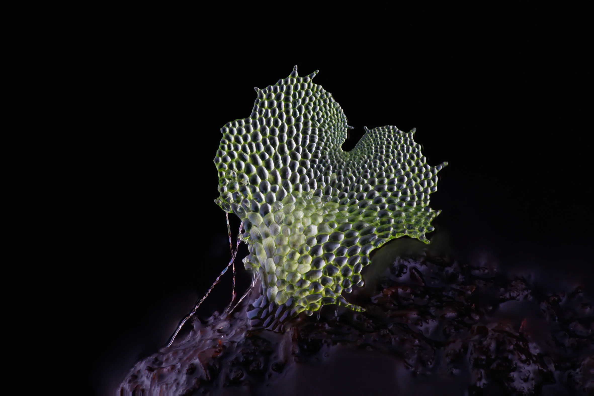 An image of a gametophyte fern, captured using the DIY Focus stacking photography system