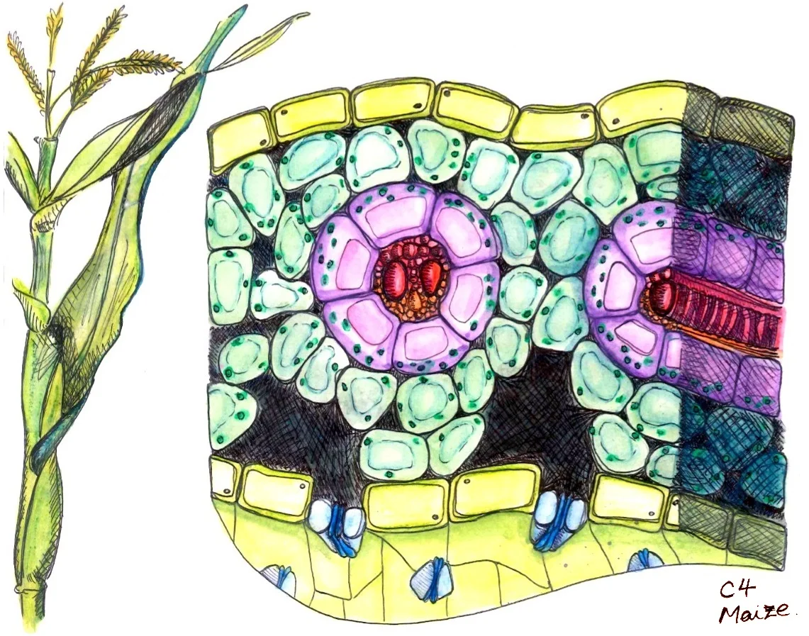 Collaboration including OpenPlant researchers discovers that C4 photosynthesis has co-opted an ancient C3 regulatory code