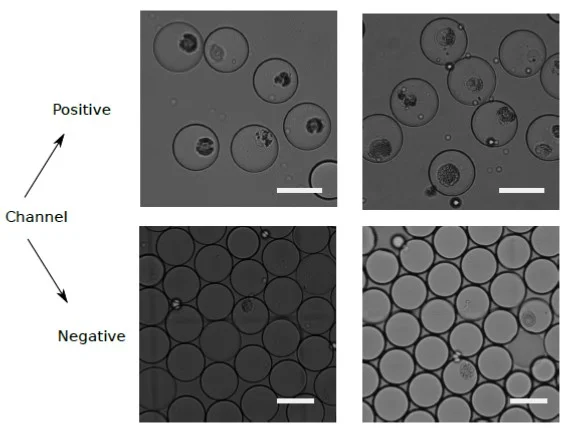 Sorting of M. polymorpha protoplasts: Microscopy images of microdroplets sorted into positive and negative channels based on their fluorescence intensity.