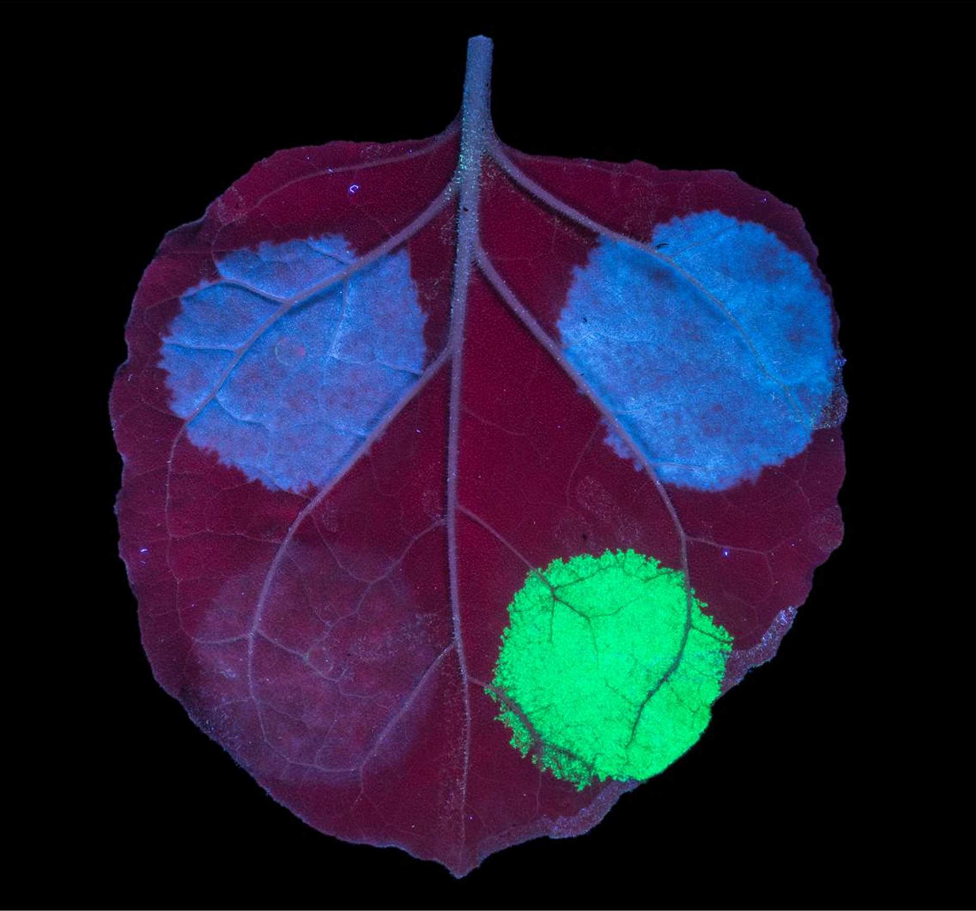 Engineering plant production systems to synthesise terpenoids