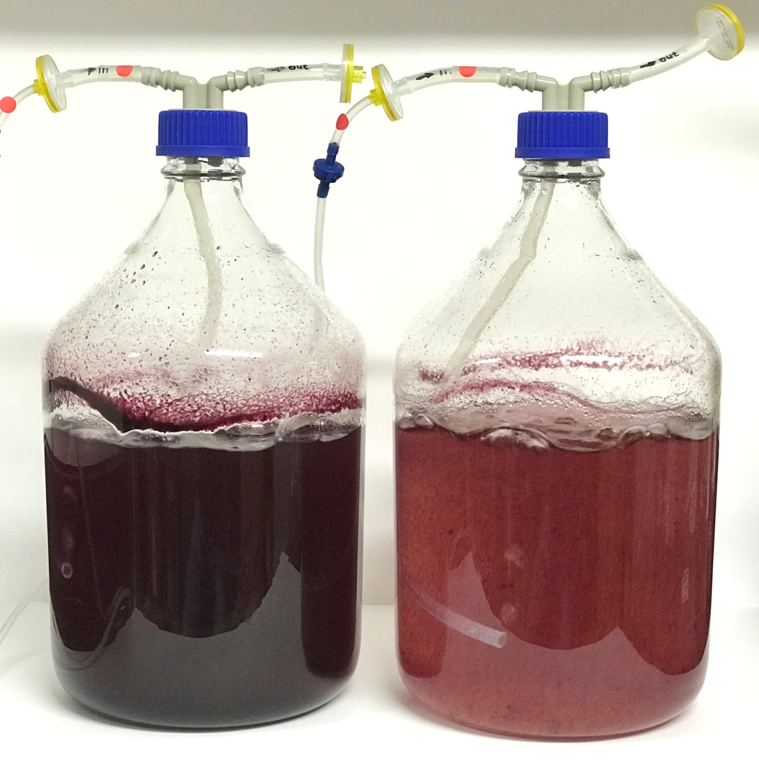 Bioreactors with engineered tobacco (left) and wild-type grape (right) cell cultures.