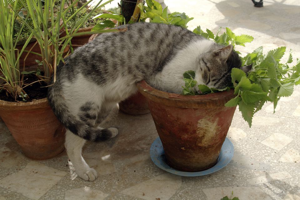 catnip - no rights.jpg