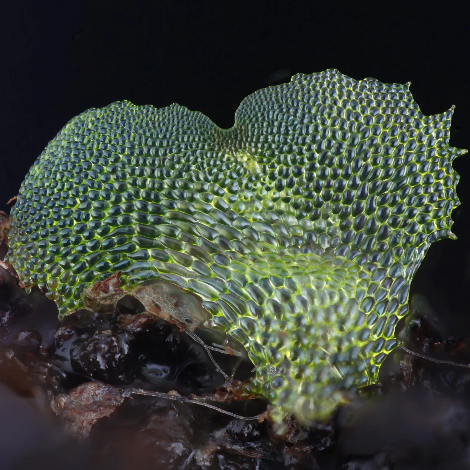 Two publications describe focus stacking setup developed through OpenPlant Fund