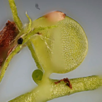 Utricularia Gibba trap