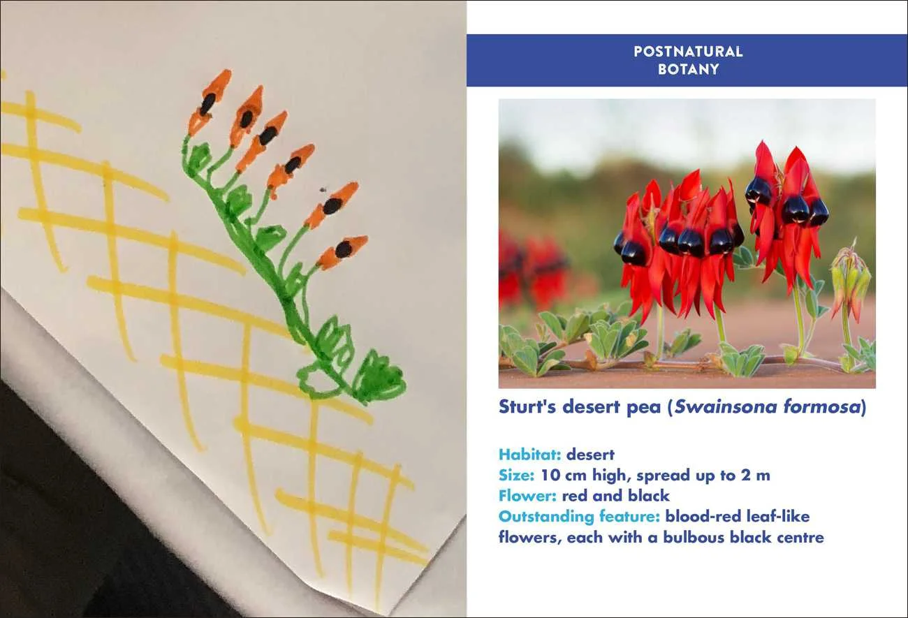 An amazingly accurate rendering of a Sturt’s Desert Pea by Jan Lyczakowski , who exclaimed “I’ve never seen this plant before, but apparently I did a pretty well!” Photo: Nicola Patron