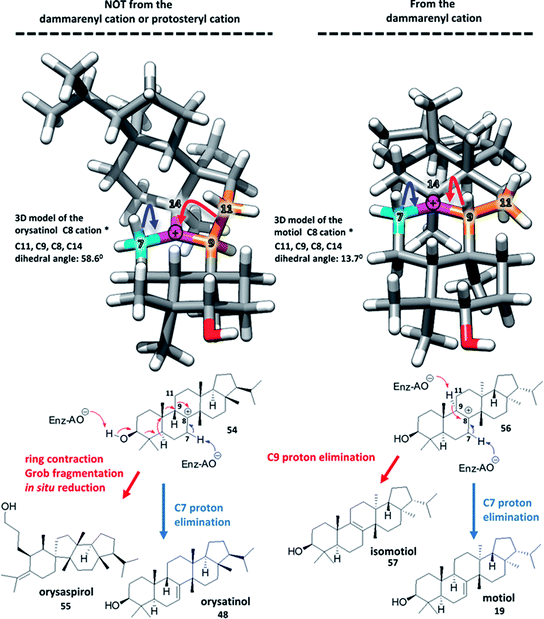The protosteryl and dammarenyl cation dichotomy in polycyclic triterpene biosynthesis revisited: has this ‘rule’ finally been broken?