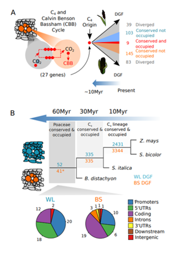 Burgess et al. (2019): “Fig 6: Hyper-conserved cis-elements in grasses recruited into C4 photosynthesis.”