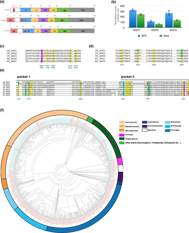 Chung et al . (2019): “Figure 1: Structural features of Chlamydomonas Argonautes.”