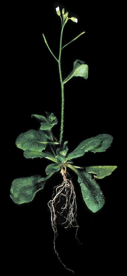 "Plants can tell time even without a brain"