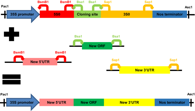 Improving plant transient expression through the rational design of synthetic 5′ and 3′ untranslated regions