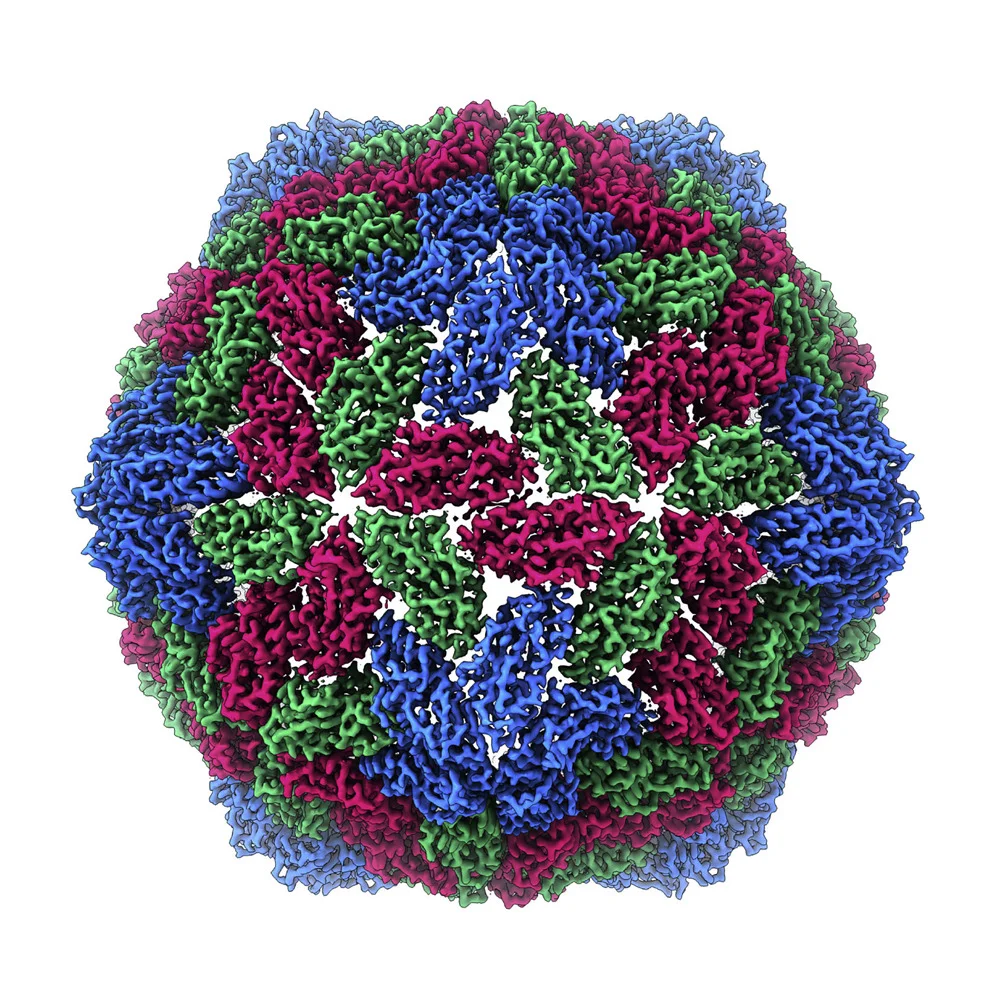Combining Transient Expression and Cryo-EM to Obtain High-Resolution Structures of Luteovirid Particles