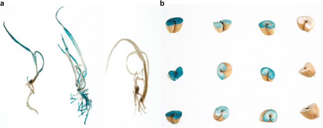 An efficient and reproducible Agrobacterium-mediated transformation method for hexaploid wheat (Triticum aestivum L.)
