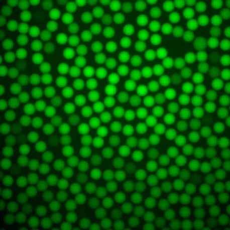 CtoD: From Cells to Droplets