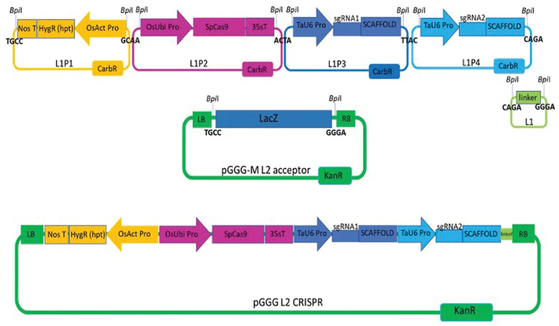 Publication: CRISPR-Cas9 Based Genome Editing in Wheat