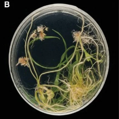Publication: An Efficient Agrobacterium‐Mediated Transformation Protocol for Hexaploid and Tetraploid Wheat
