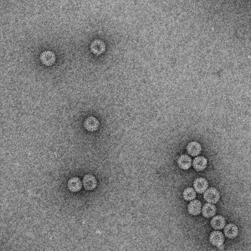 Publication: Efficient Production of Chimeric Hepatitis B Virus-Like Particles Bearing an Epitope of Hepatitis E Virus Capsid by Transient Expression in Nicotiana benthamiana