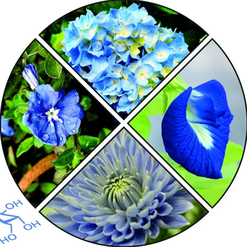 Publication: Natural Blues: Structure Meets Function in Anthocyanins