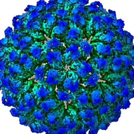 Publication: Plant-expressed virus-like particles reveal the intricate maturation process of a eukaryotic virus