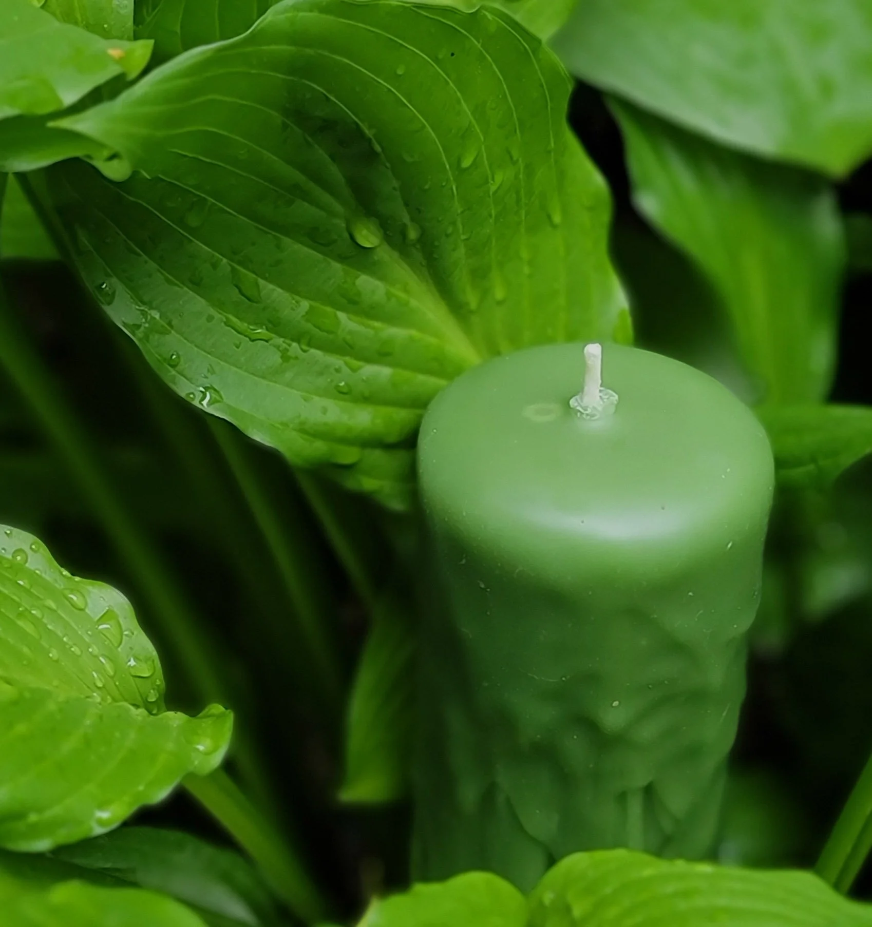 Chrysalis I Among Leaves.jpg