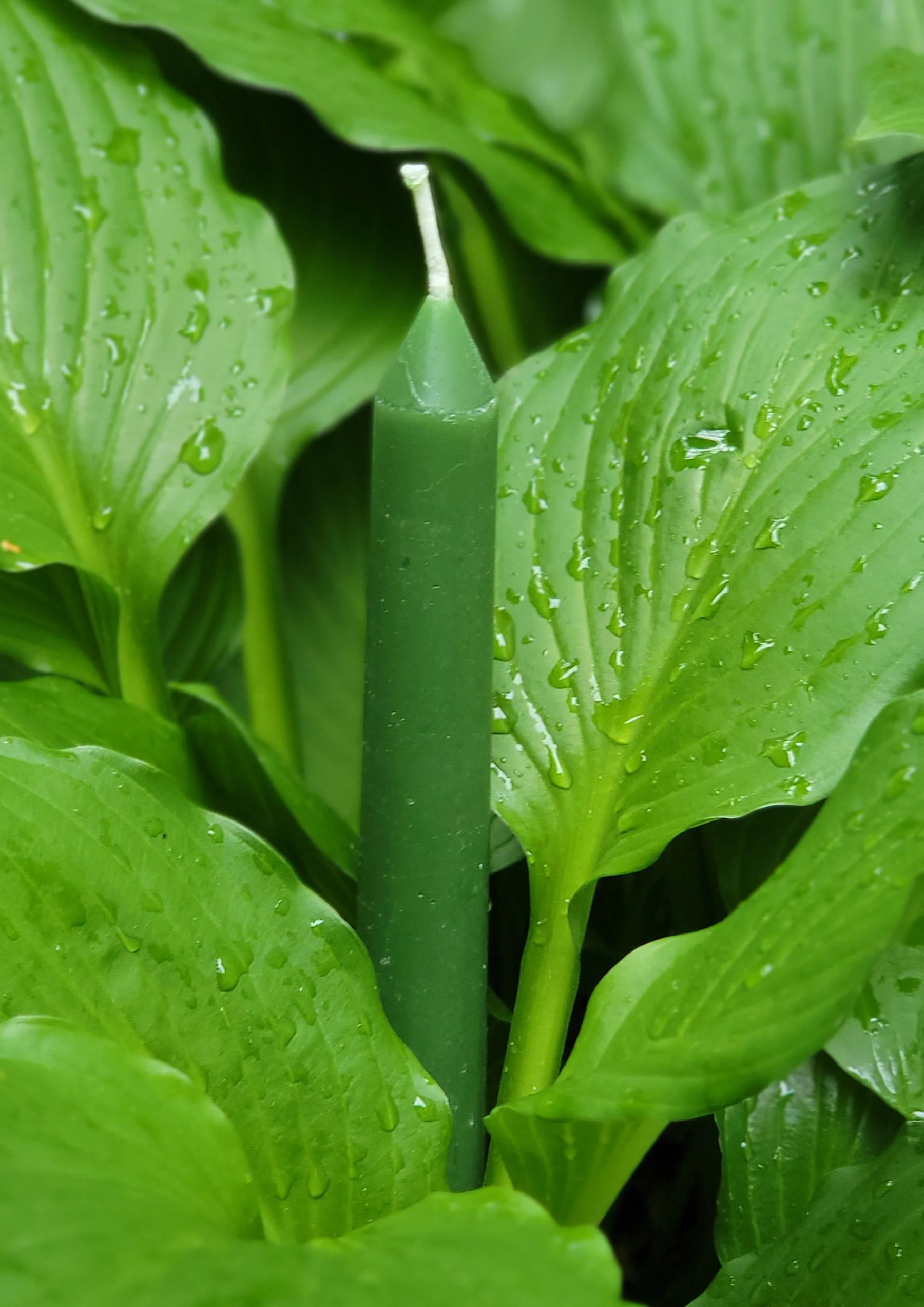 Taper Leaves.jpg