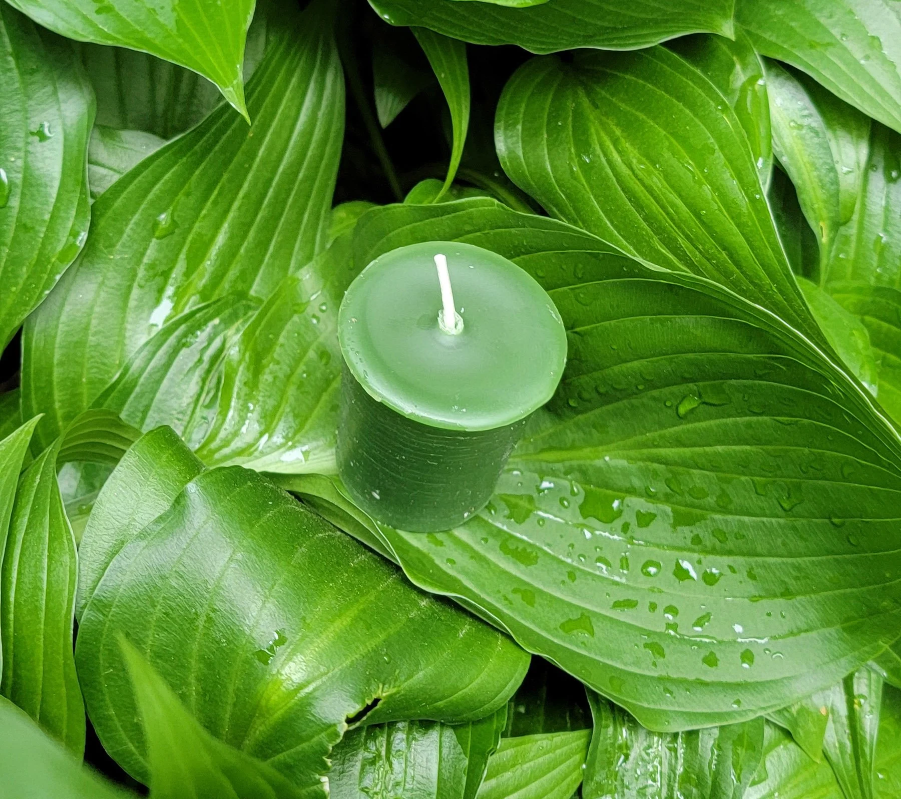 Votive Leafd.jpg