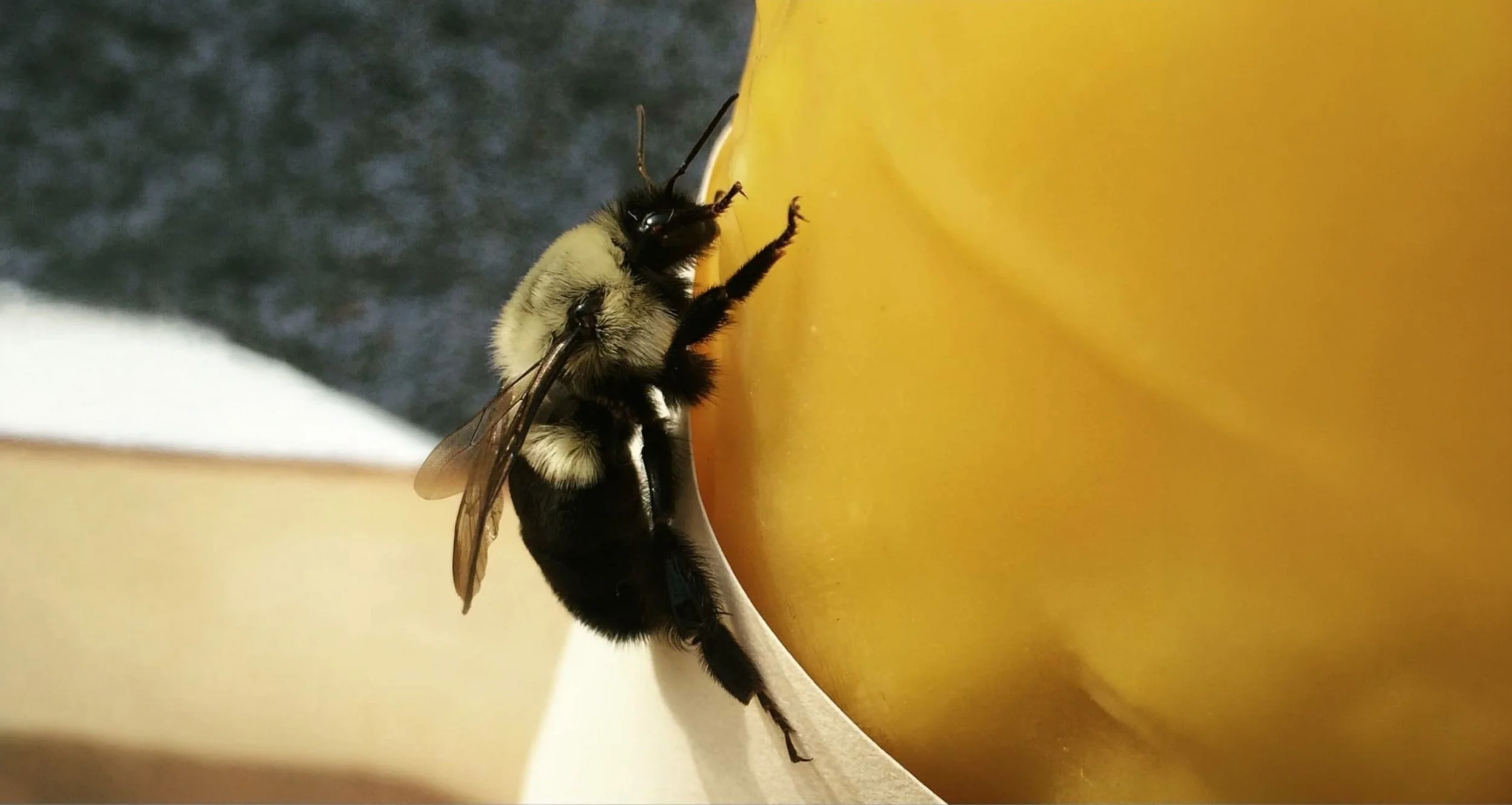 Organic Wax Wide.jpg