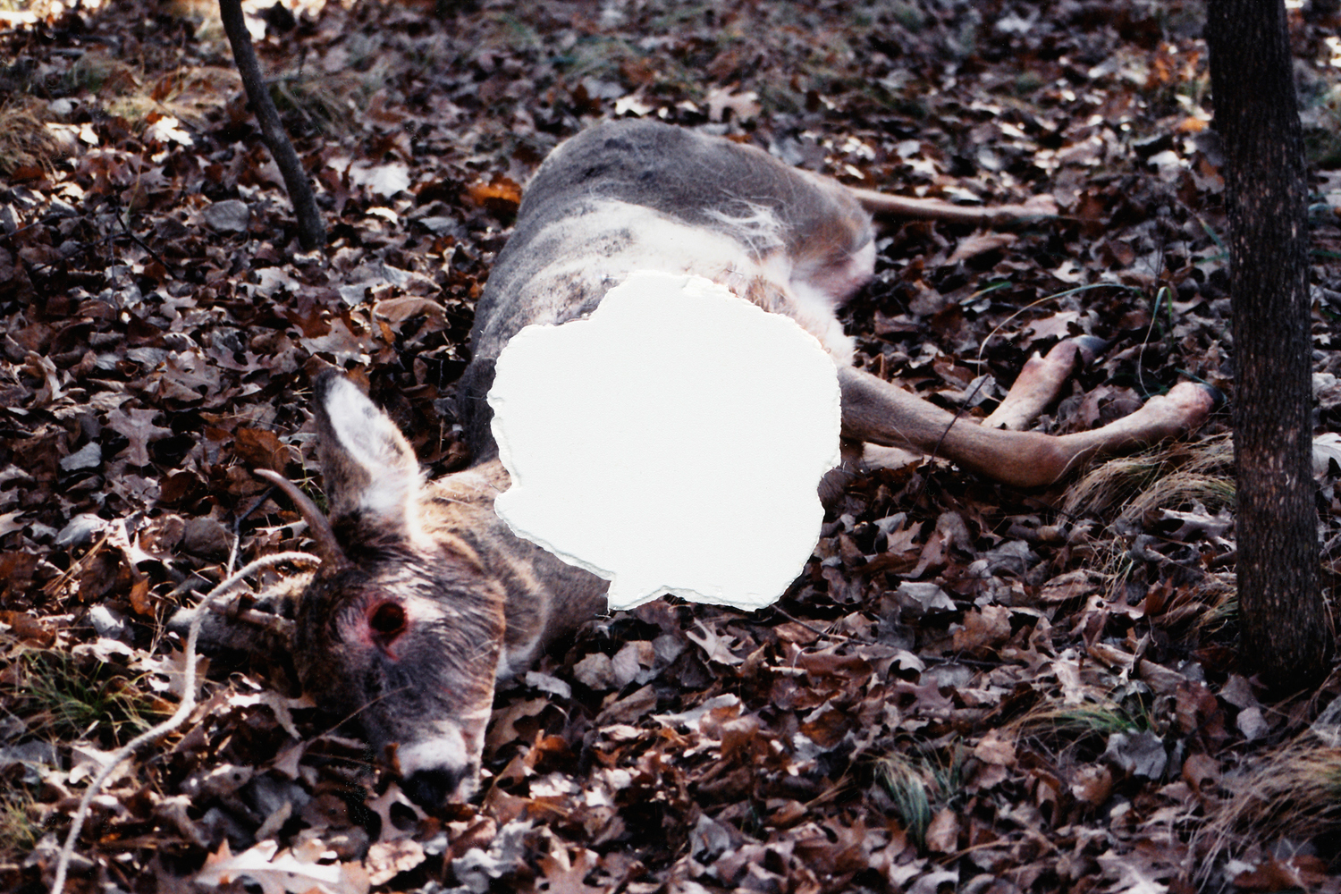 Untitled (Deer), 2006