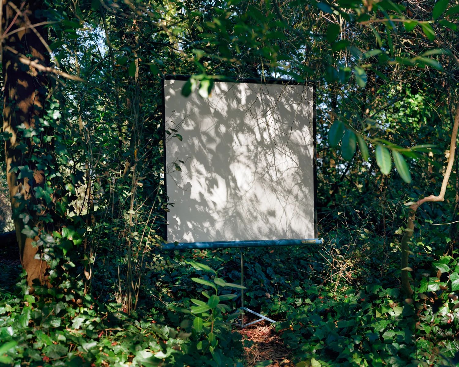 Golden Gate Park #4, 2011