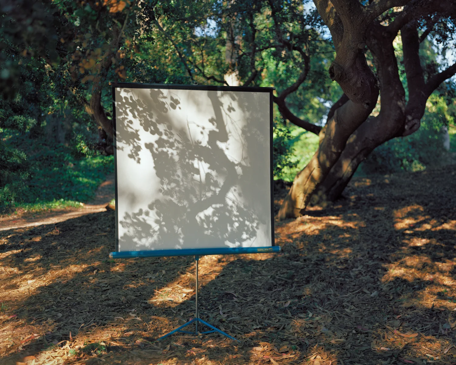Golden Gate Park #7, 2011
