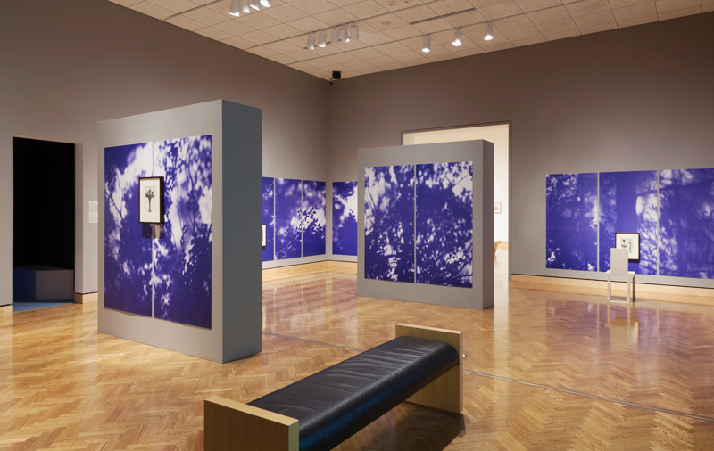 Blue Line of Woods installation view at Mia for "Nature of Nature", 2014