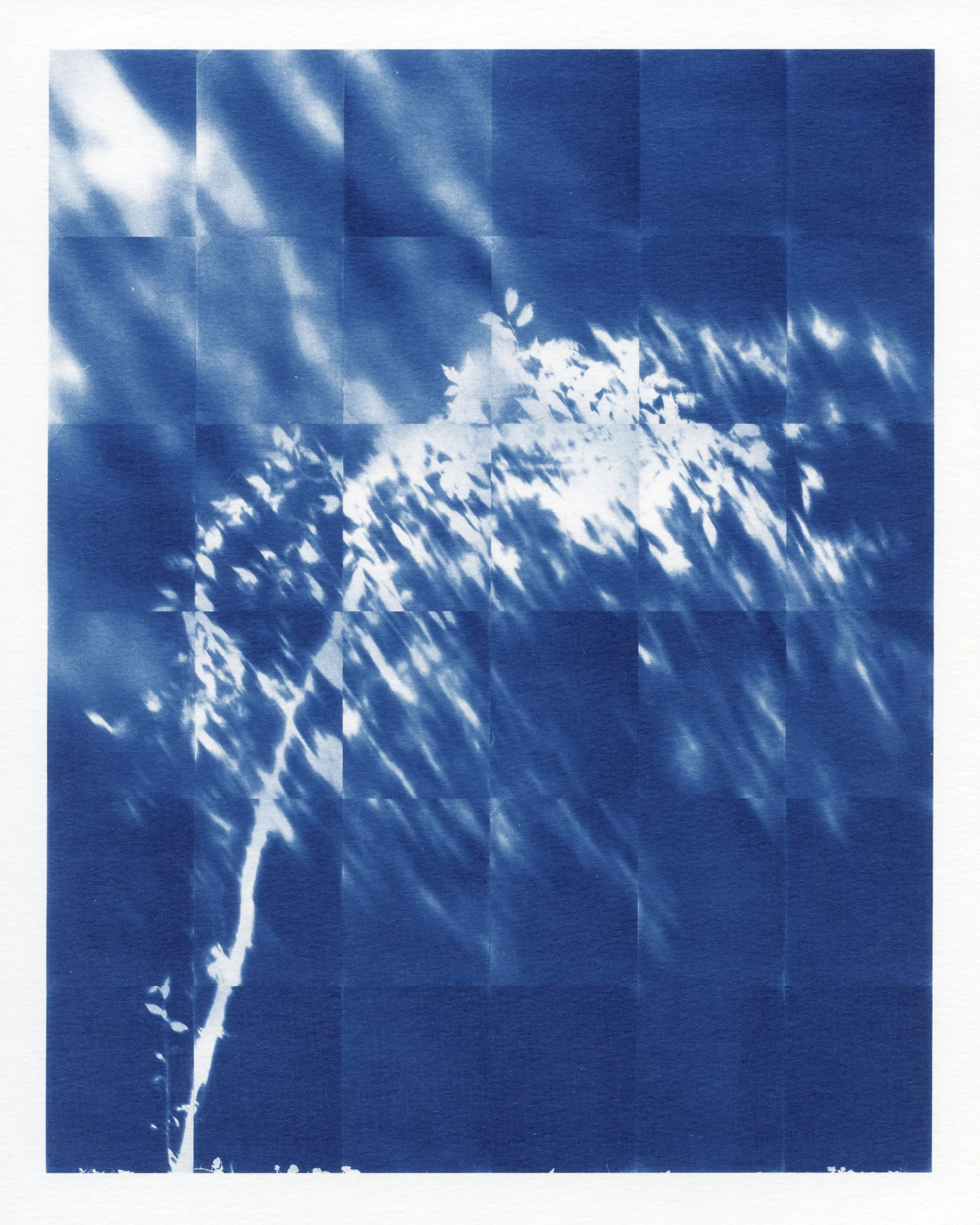 Wild Cherry Print.jpg