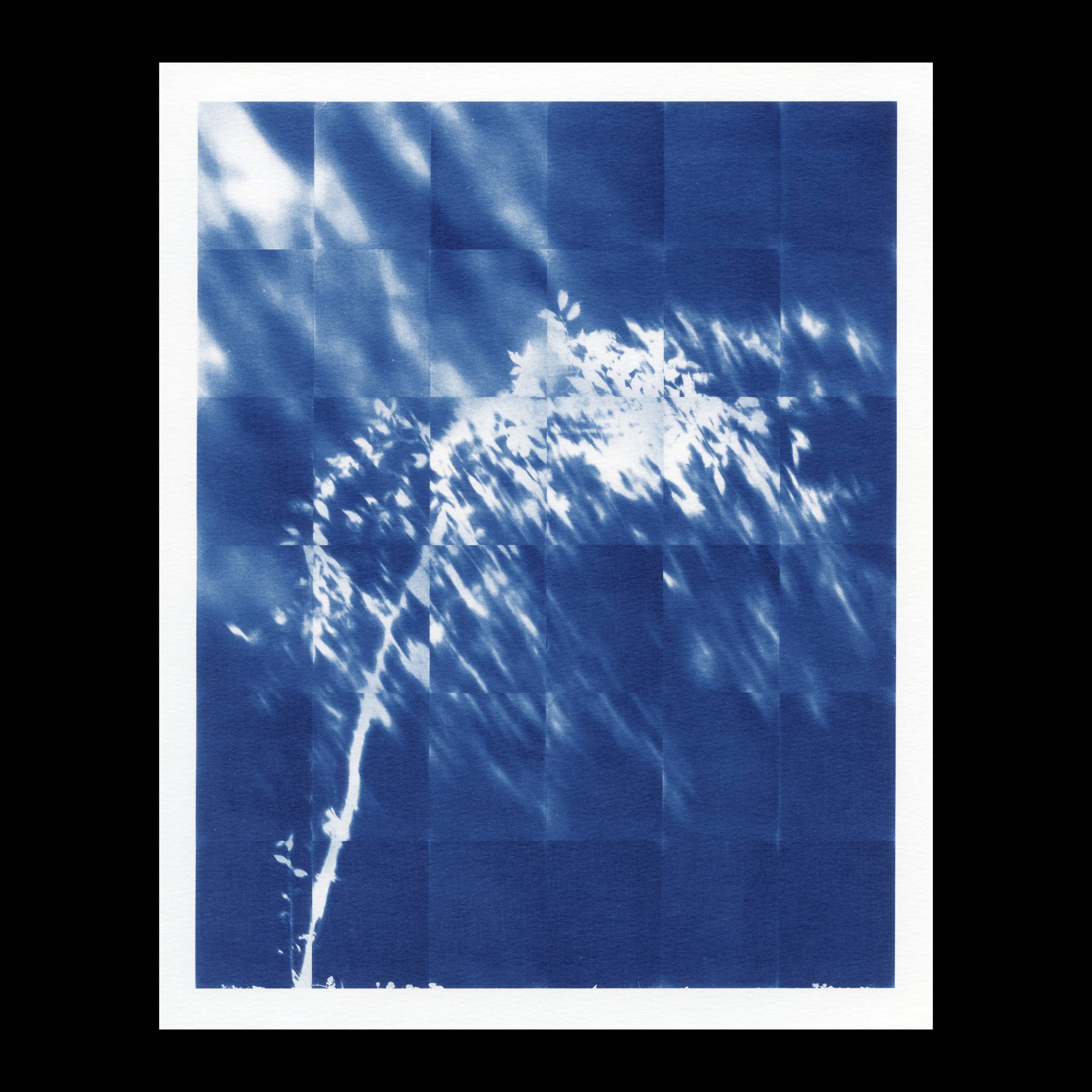 Wild Cherry Print-thumb.jpg