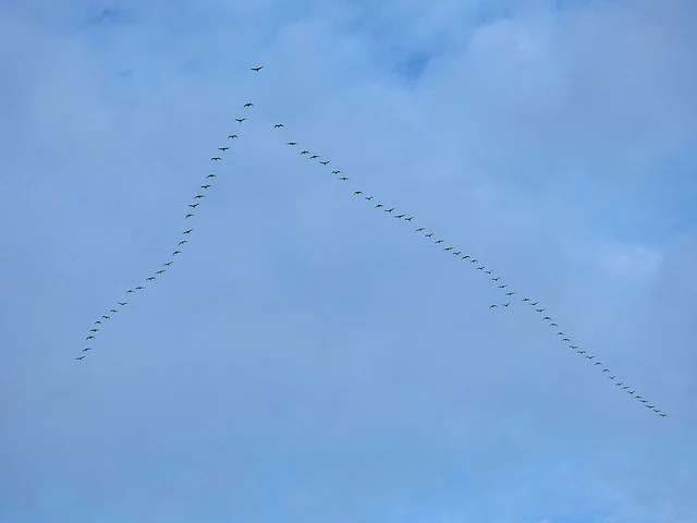 birds.jpg