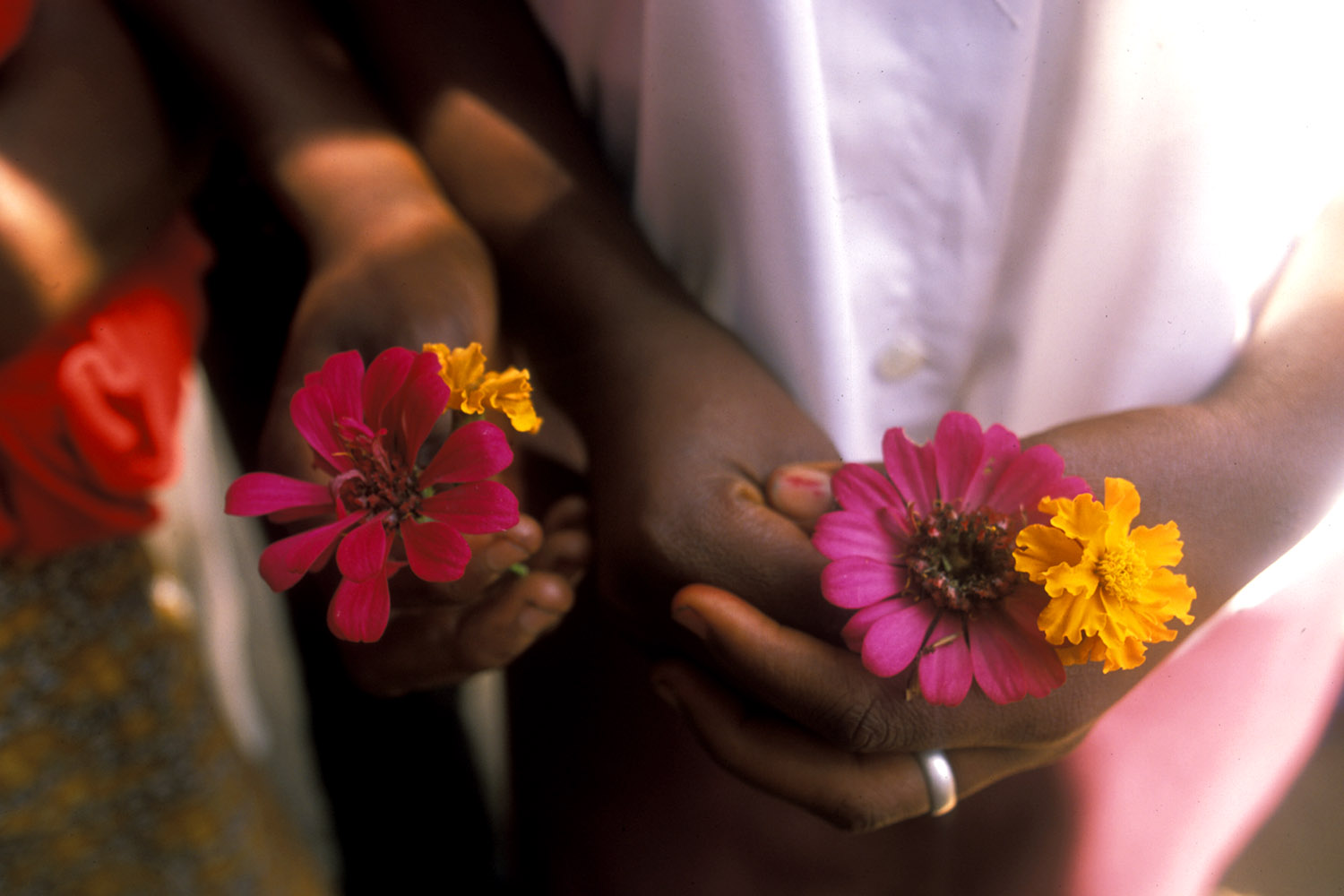 Sierra Leone-Zinnias.jpg