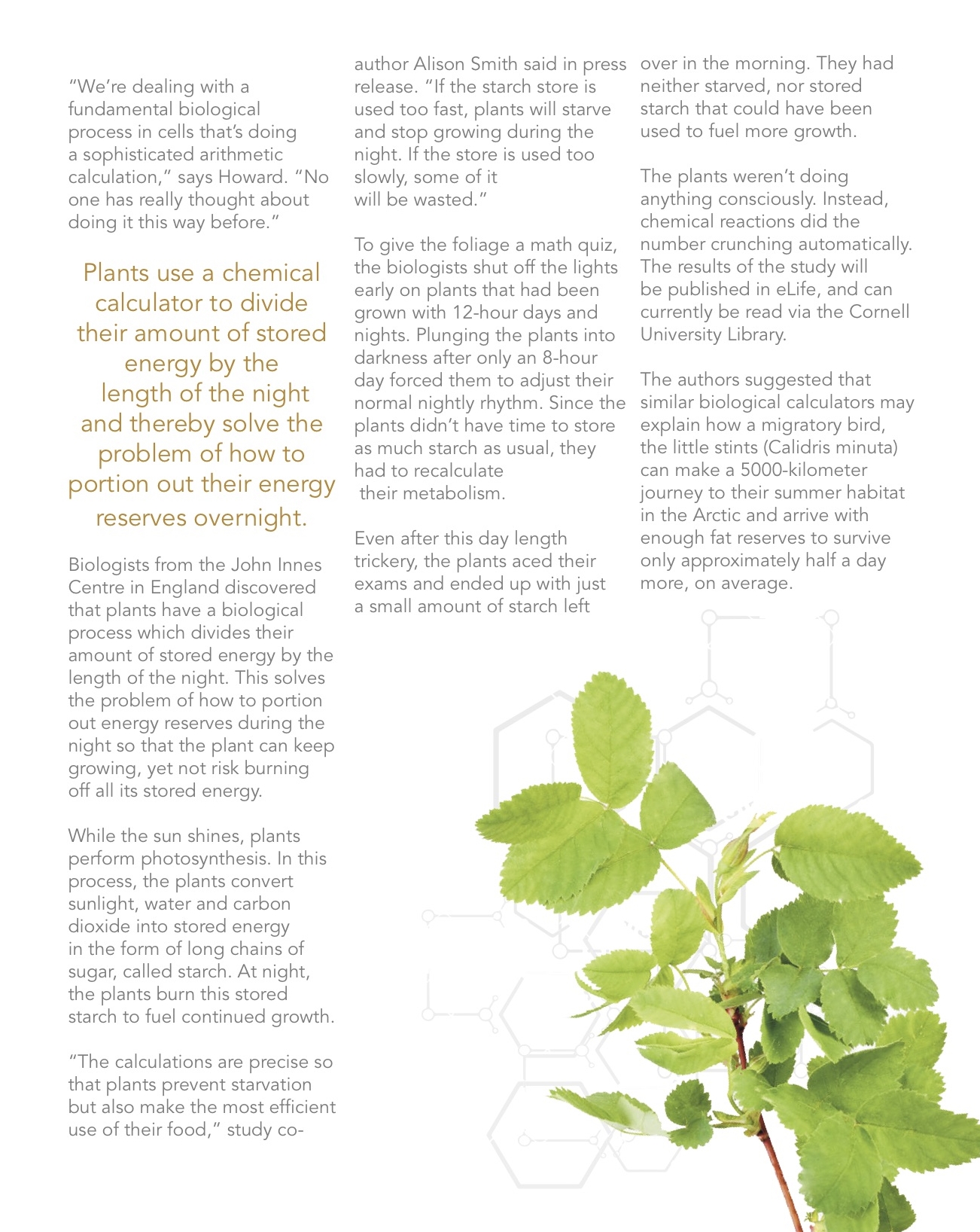 plants with math:Student Work.jpg