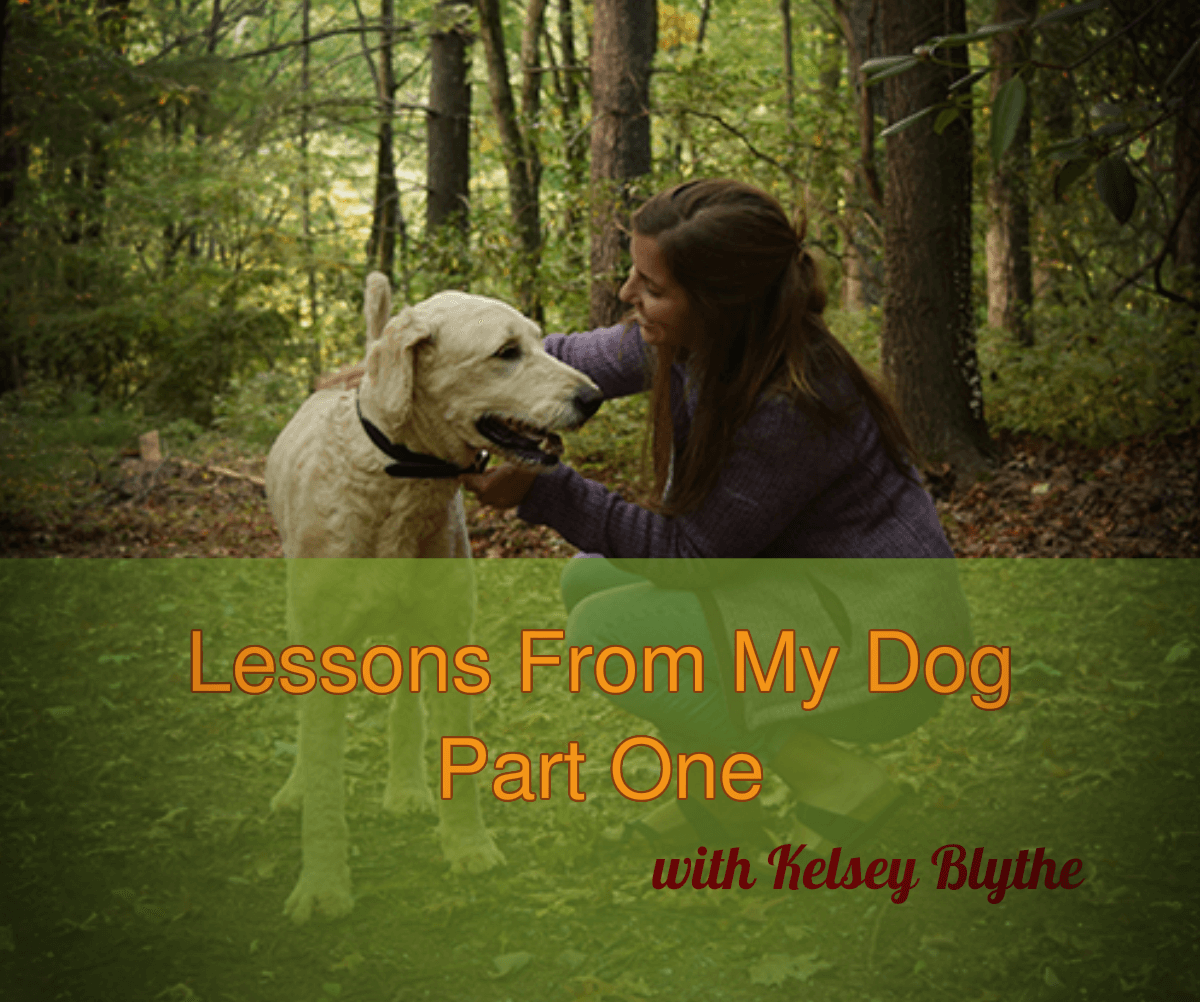 Lessons from my Dog (part 1)