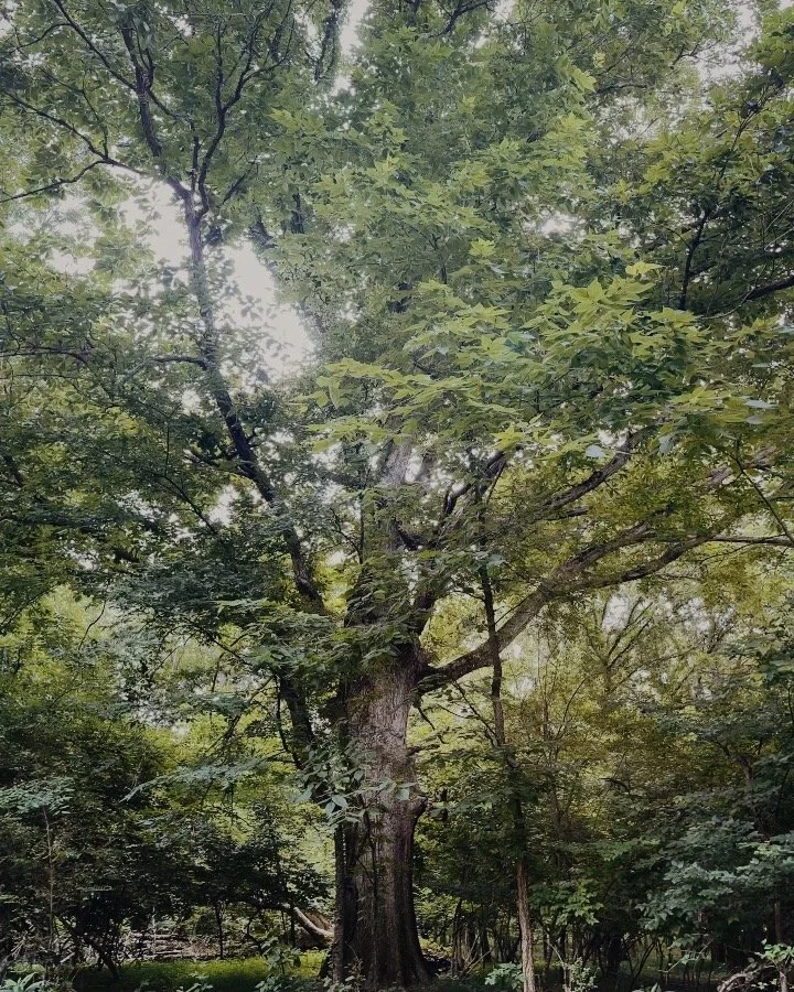 Wellderness Walk: Moms Unplugged