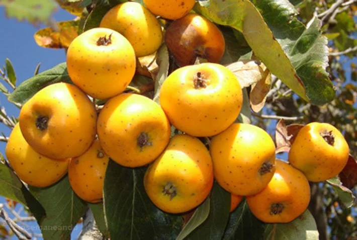 Propiedades Curativas de la raíz de Tejocote