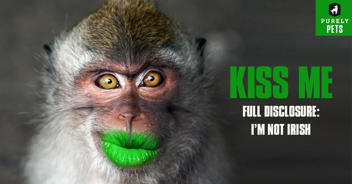 PP_StPatsDay17_FB_1200x628_Monkey.jpg