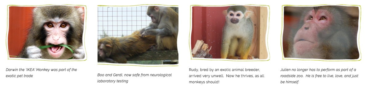 monkeys.jpeg