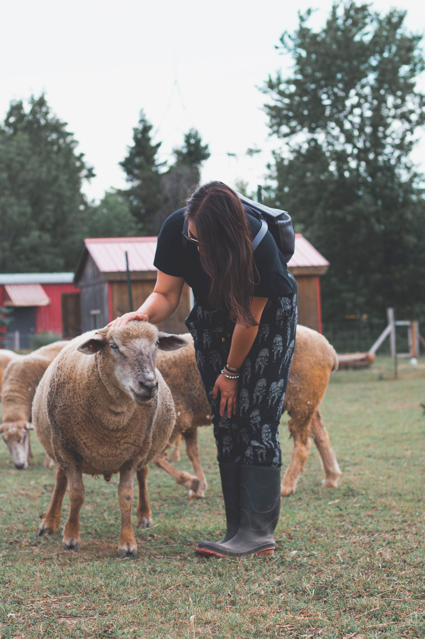 Vegan Social Events is proud to support Wishing Well Sanctuary, a Federally registered charitable organization. Photo by Eh Vegan .