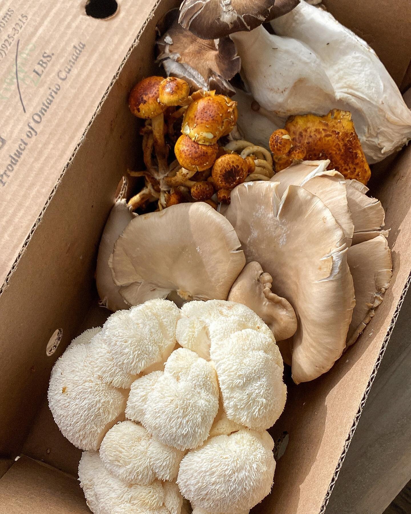 🍄 mushrooms are magical 🍄✨

There's nothing quite like fresh, locally grown mushrooms to elevate your cooking. Mushrooms are always a staple in my kitchen as they're an effortless way to impart a meaty texture and a rich, earthy flavour to any dish