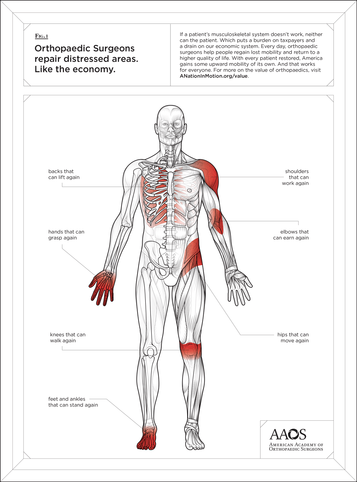 "Anatomy" AAOS Advocacy