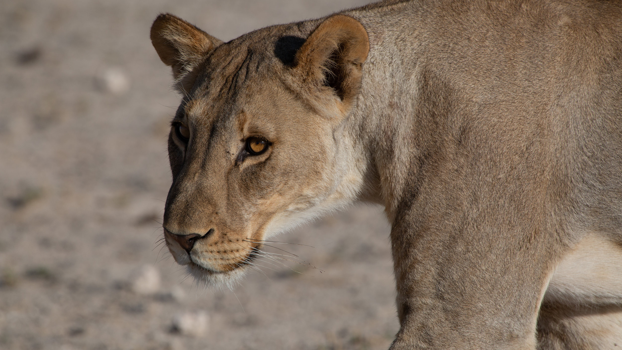 DP5D4284.jpg