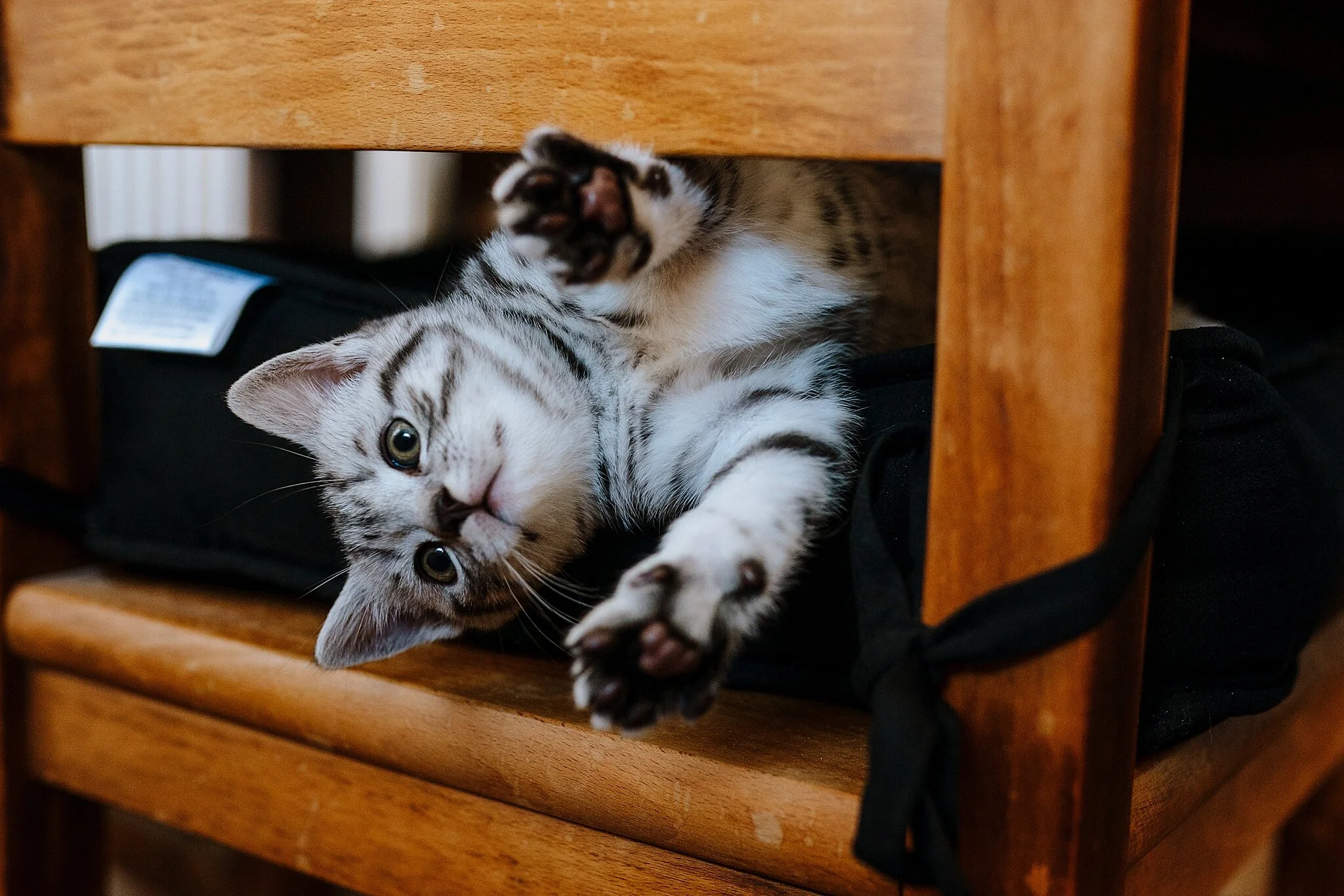 kitten photos