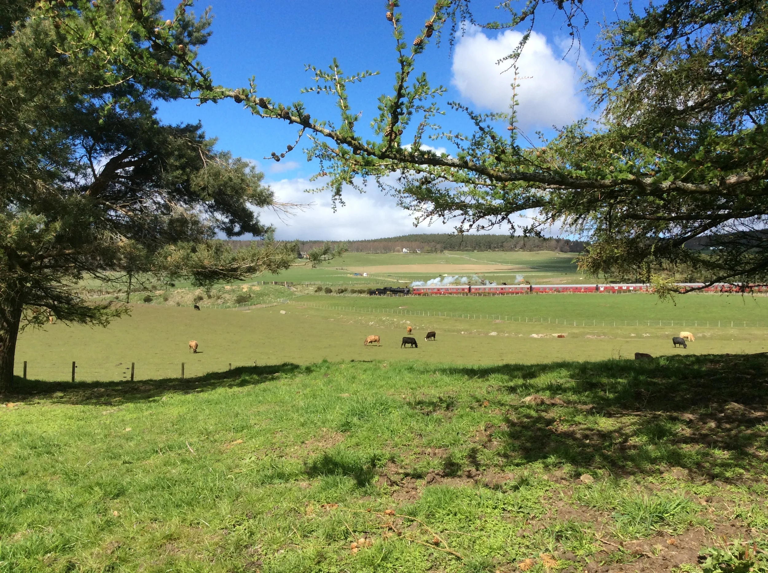 Strathspey steam train from lodge garden