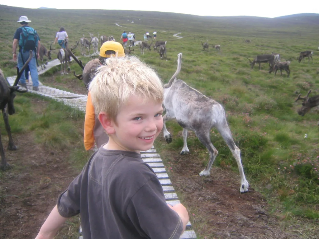 Visiting the reindeer herd at Glenmore