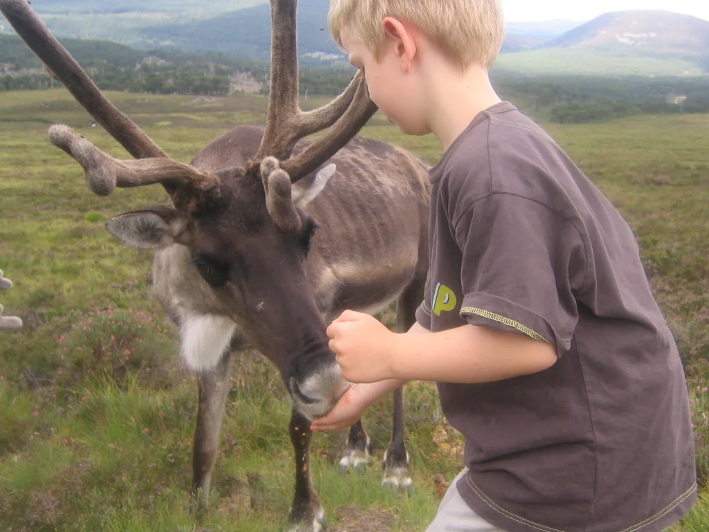 Feeding the reindeer up on the mountain